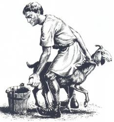 Imp